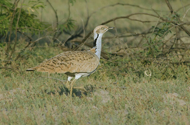 Asian Houbara