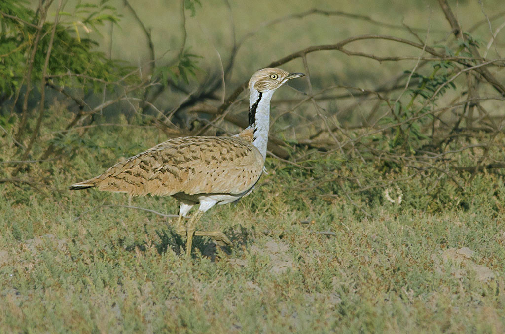 Asian Houbara