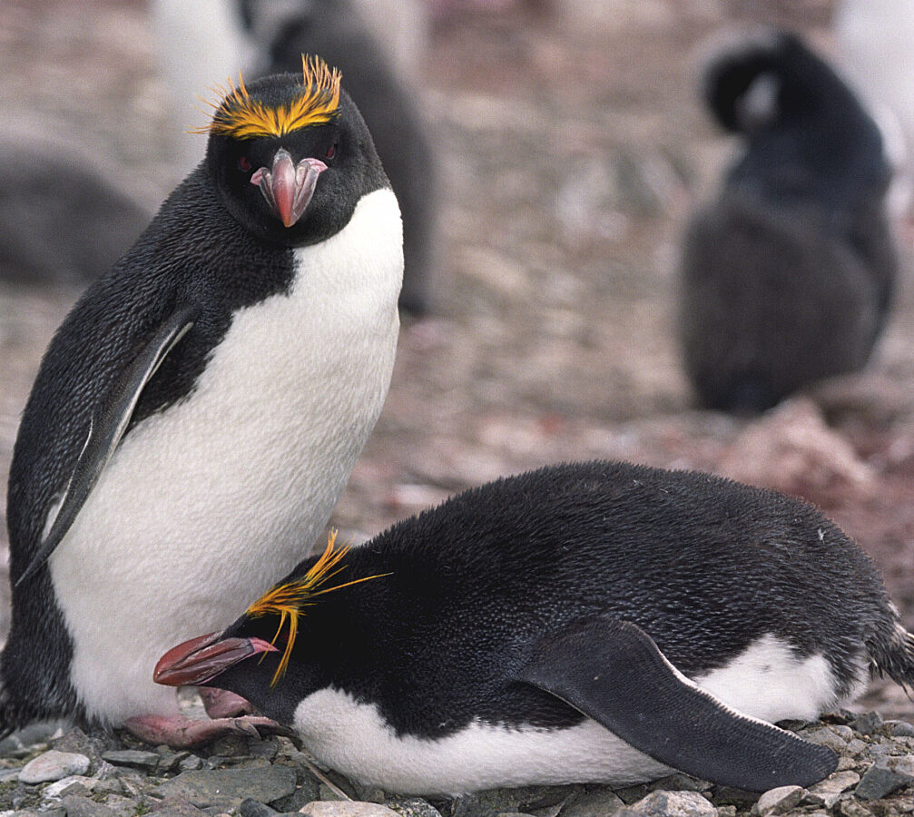 Macaroni Penguin