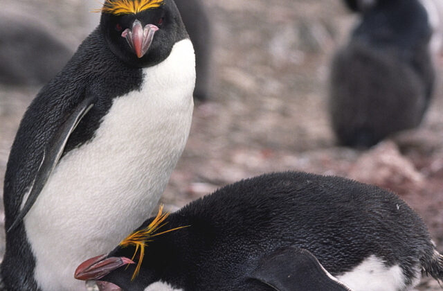Macaroni Penguin