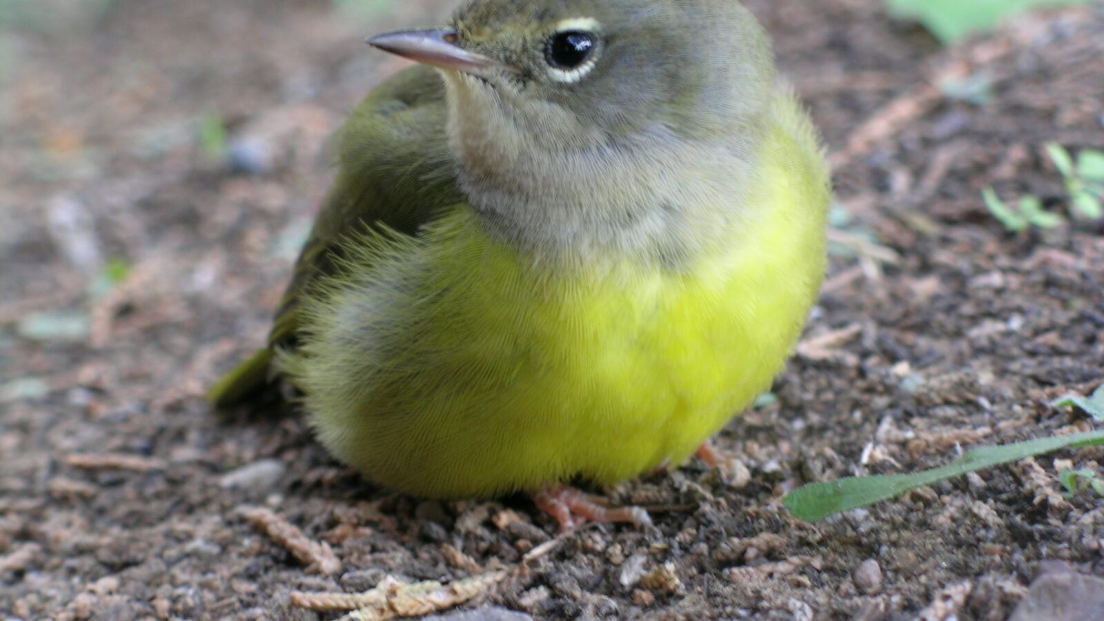 MacGillivray’s Warbler