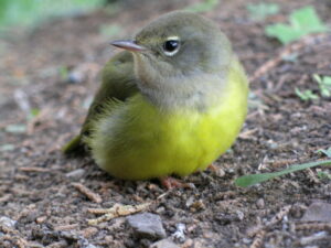 MacGillivray’s Warbler