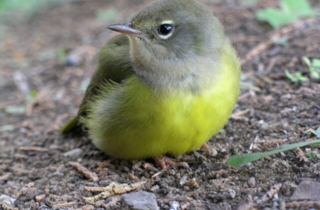 MacGillivray’s Warbler