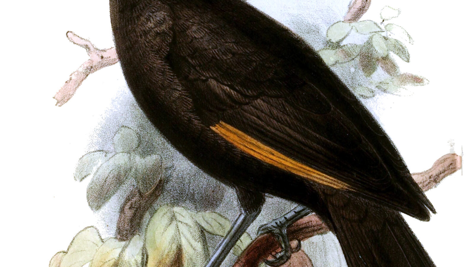 MacGregor’s Honeyeater