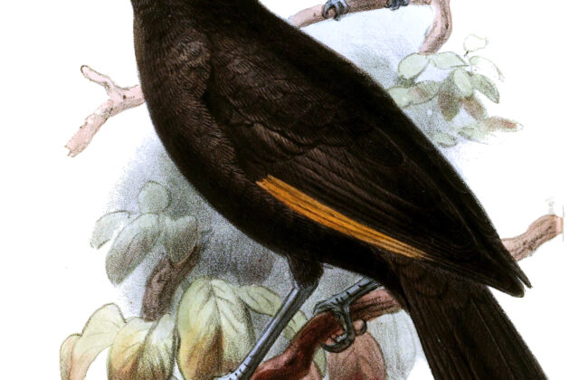 MacGregor’s Honeyeater