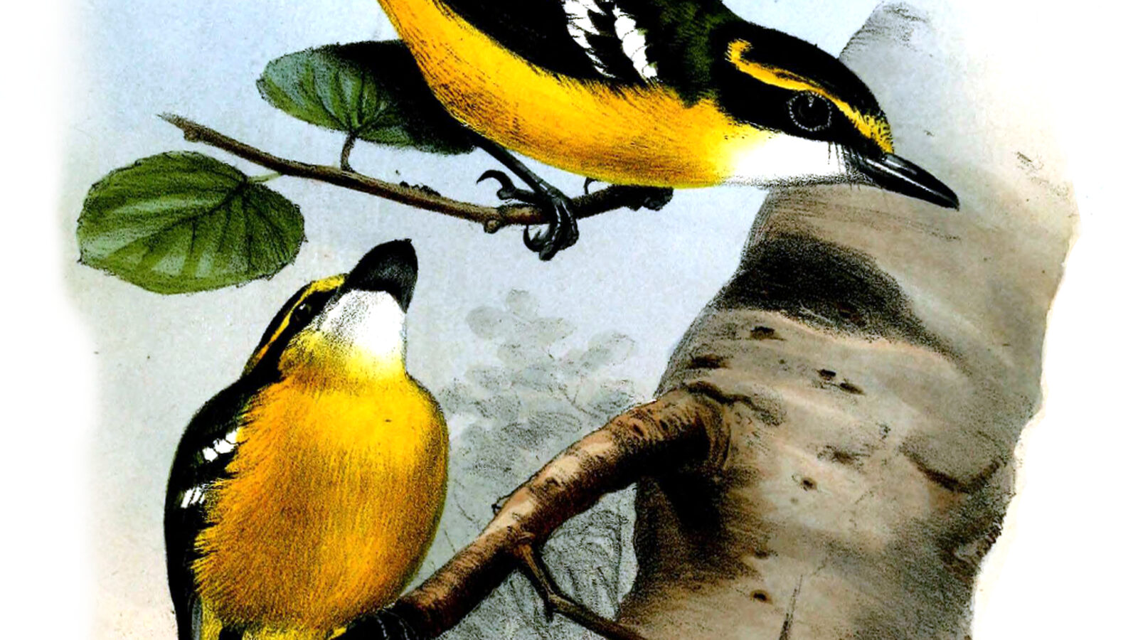 Yellow-breasted Boatbill