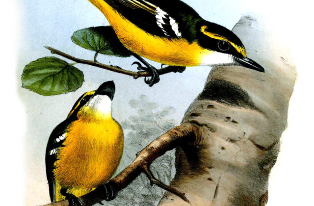 Yellow-breasted Boatbill