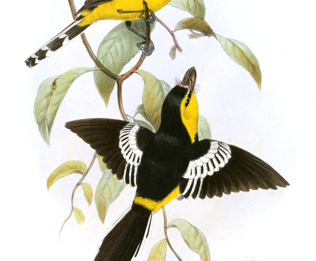 Black-breasted Boatbill