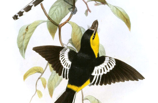 Black-breasted Boatbill