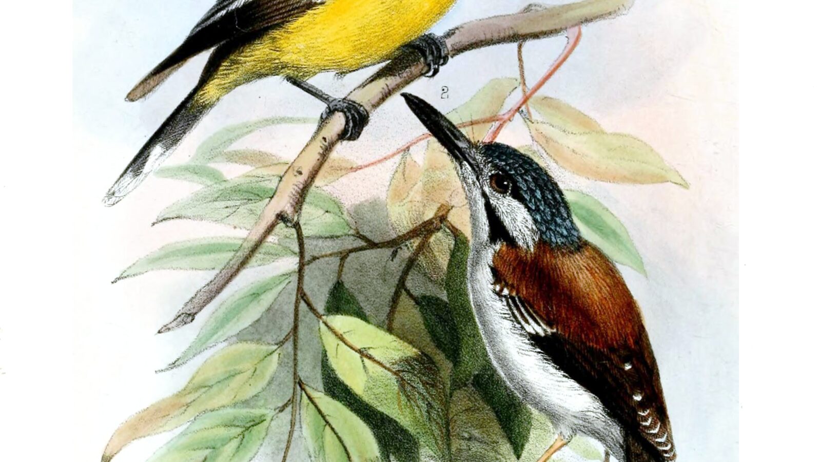 Wallace’s Fairywren