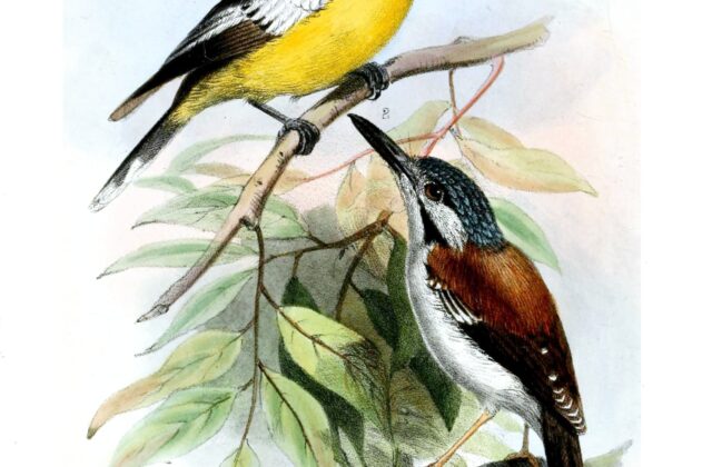 Wallace’s Fairywren