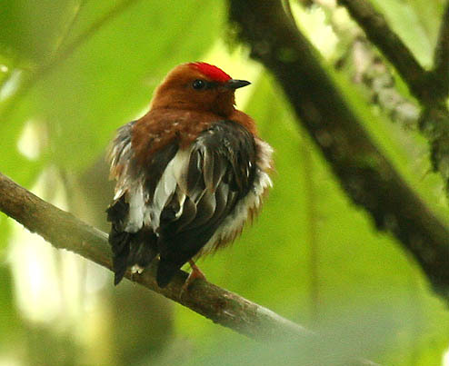 Club-winged Manakin