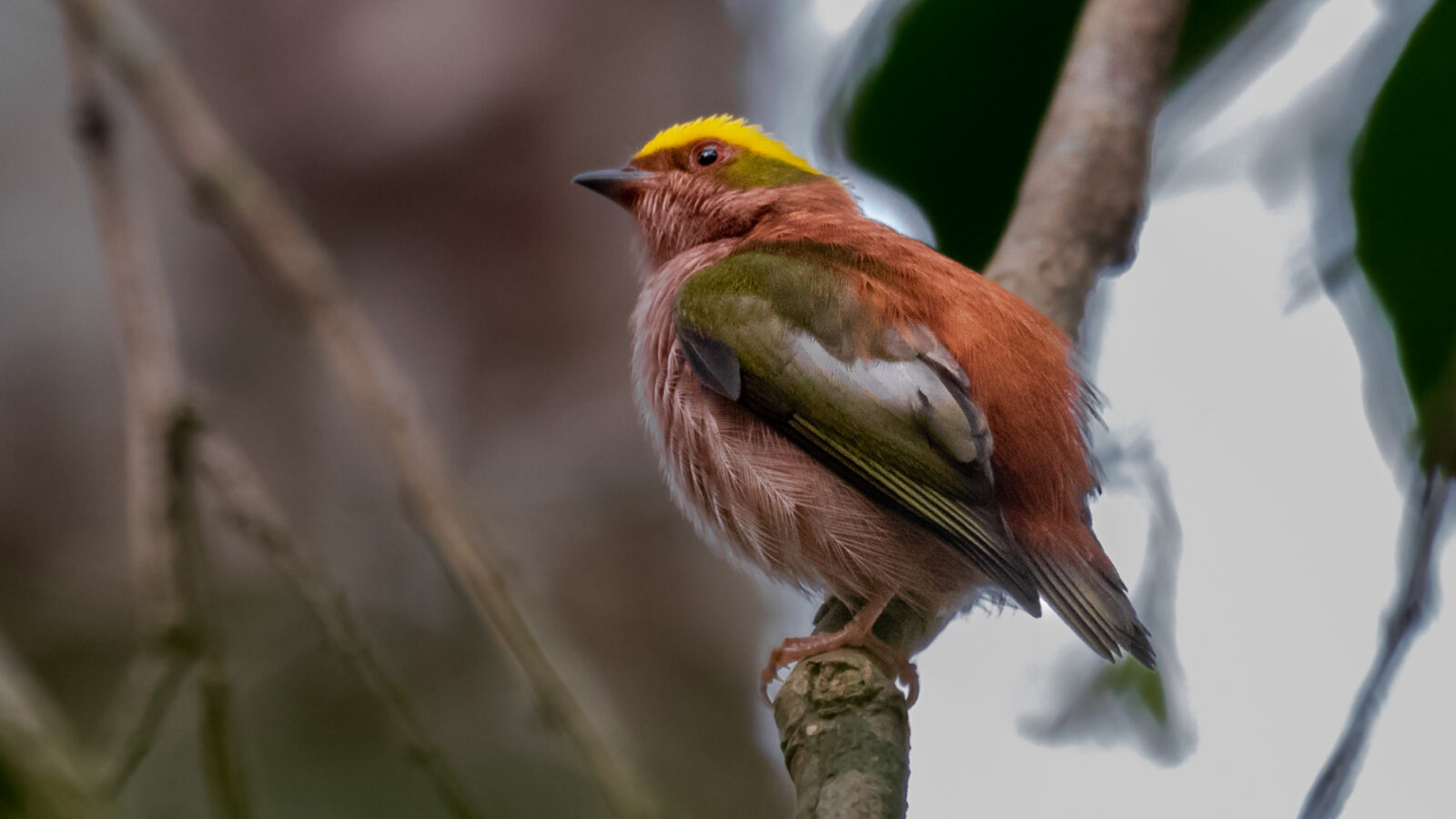 Fiery-capped Manakin