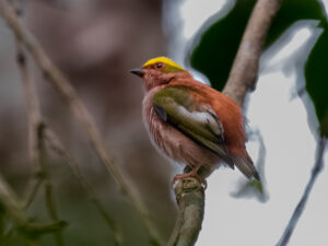 Fiery-capped Manakin