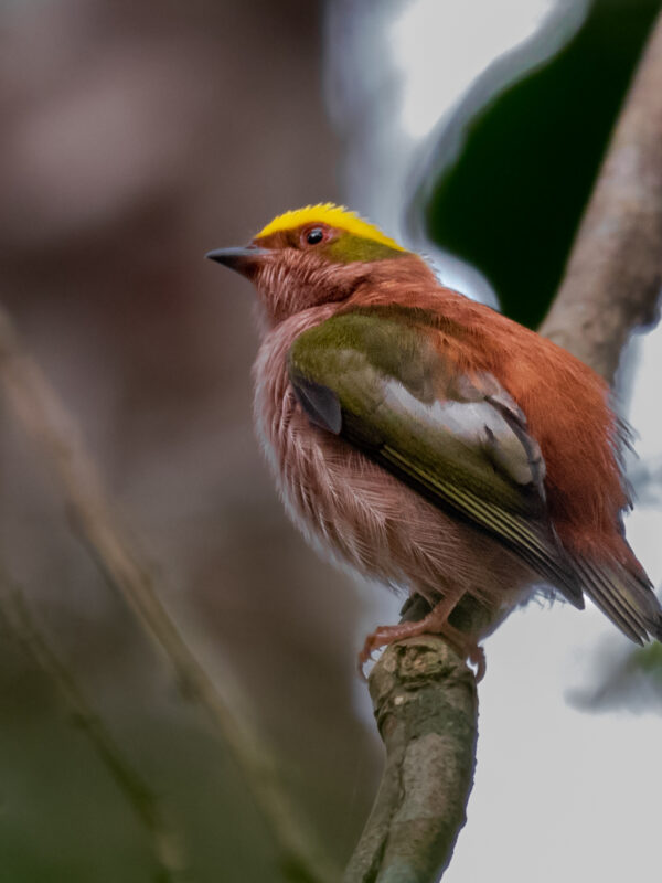Fiery-capped Manakin