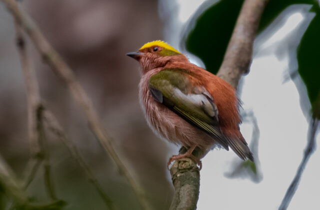 Fiery-capped Manakin