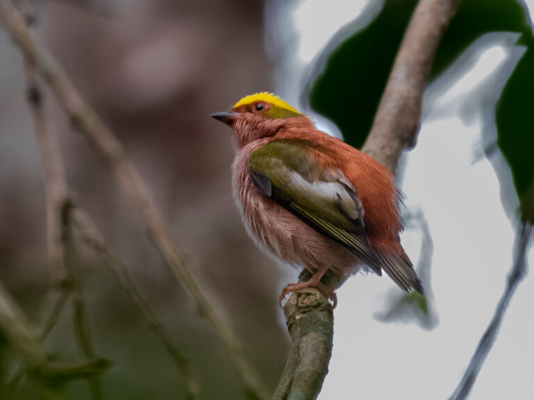 Fiery-capped Manakin