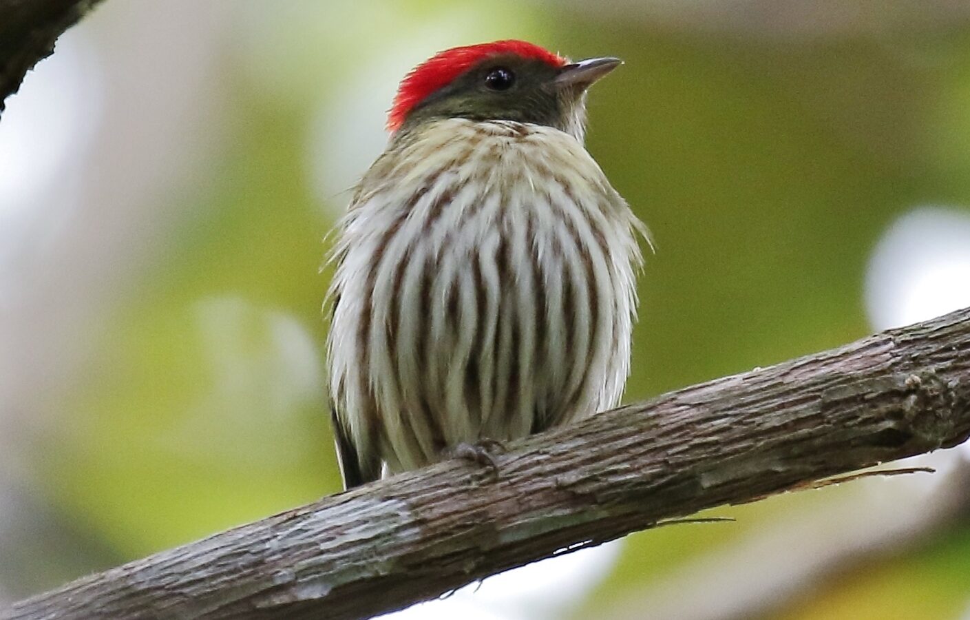 Kinglet Manakin