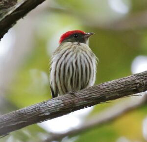 Kinglet Manakin