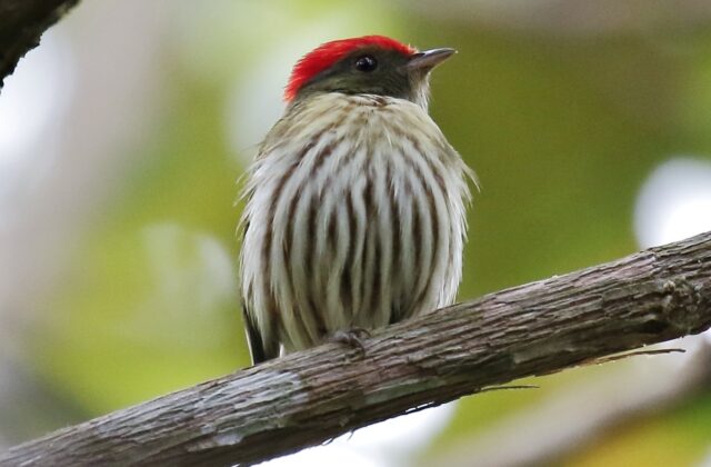 Kinglet Manakin