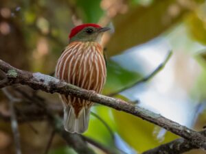 Striolated Manakin