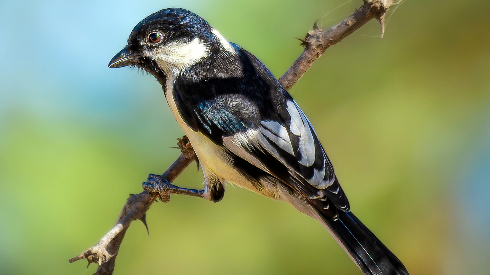 White-naped Tit
