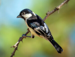 White-naped Tit