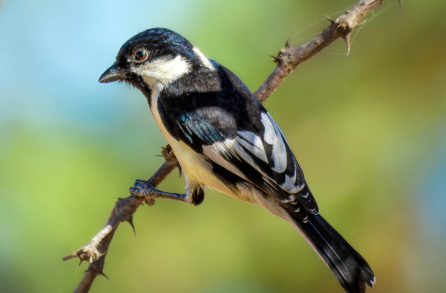 White-naped Tit