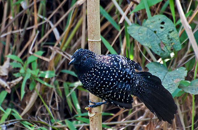 Large-tailed Antshrike