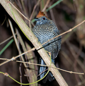Tufted Antshrike