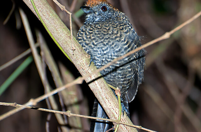 Tufted Antshrike