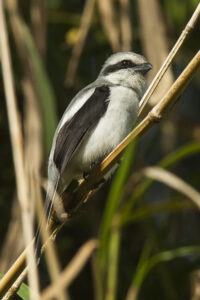 Mackinnon’s Shrike