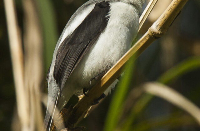 Mackinnon’s Shrike