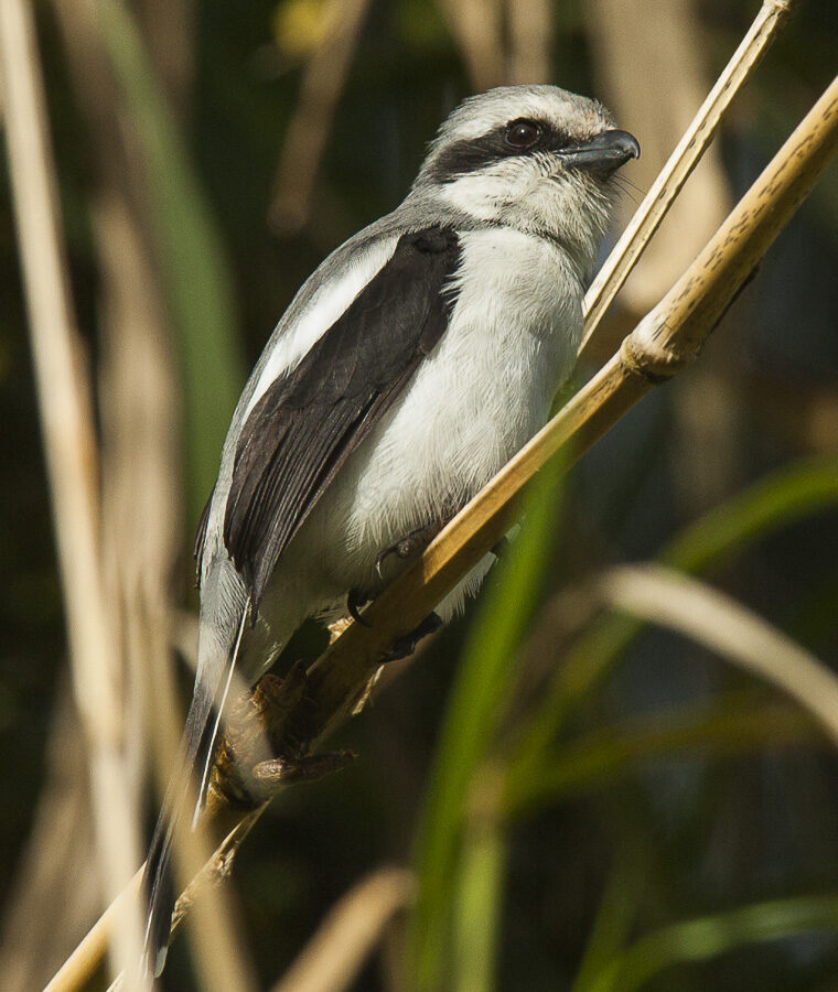 Mackinnon’s Shrike