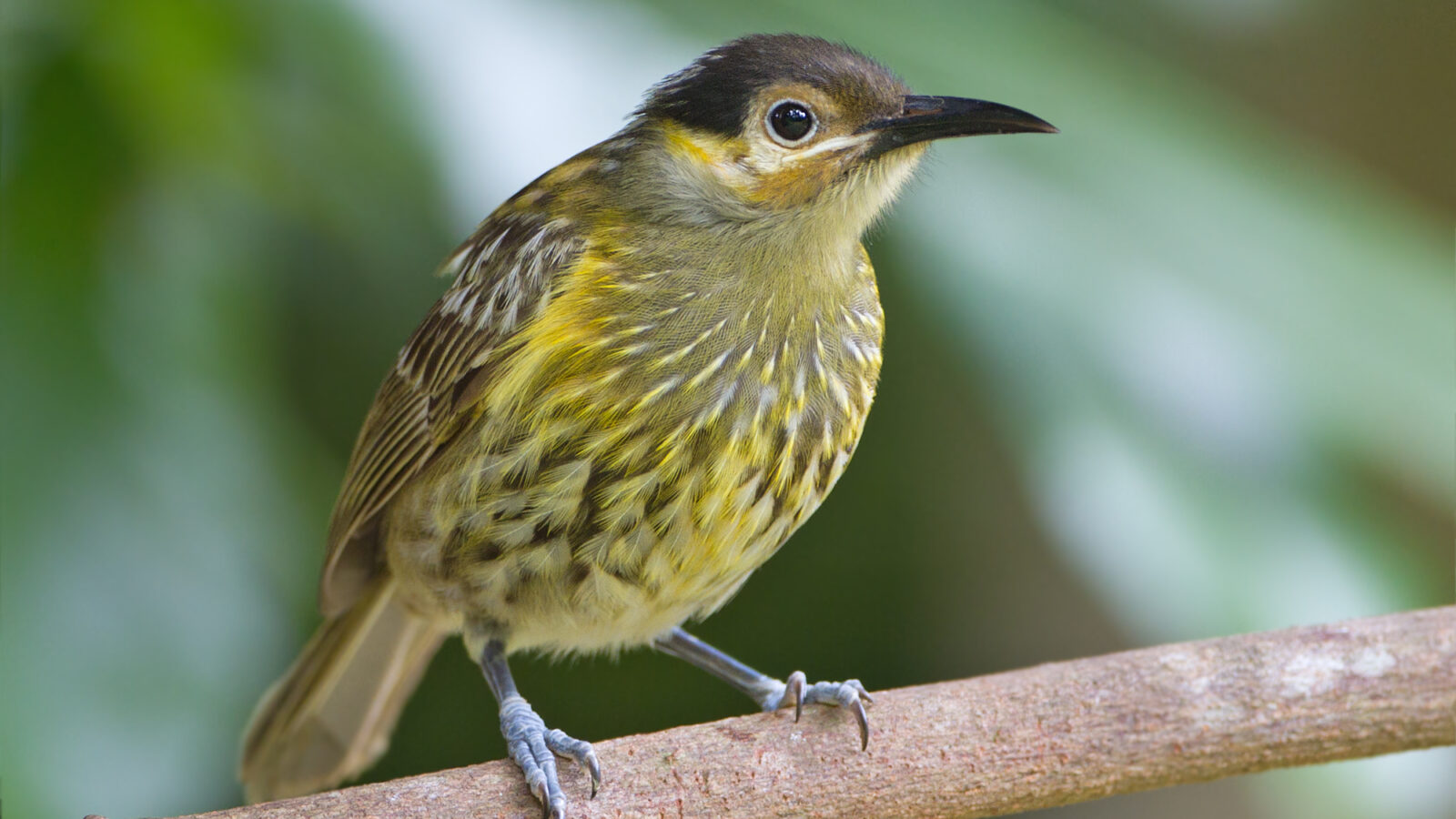 Macleay’s Honeyeater