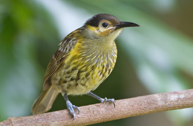 Macleay’s Honeyeater