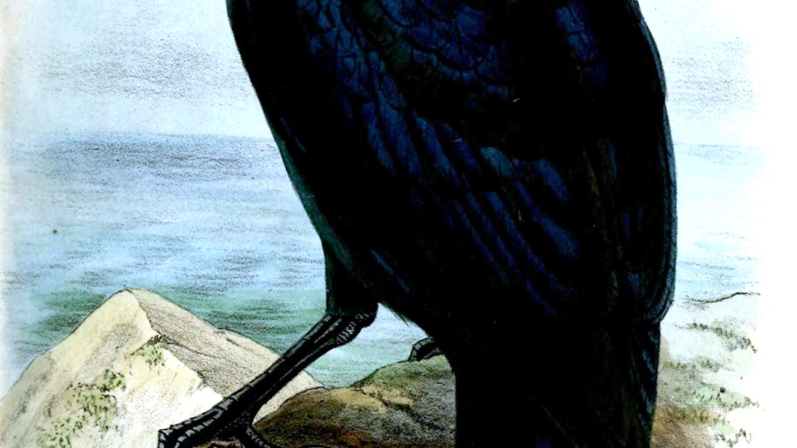 White-billed Crow