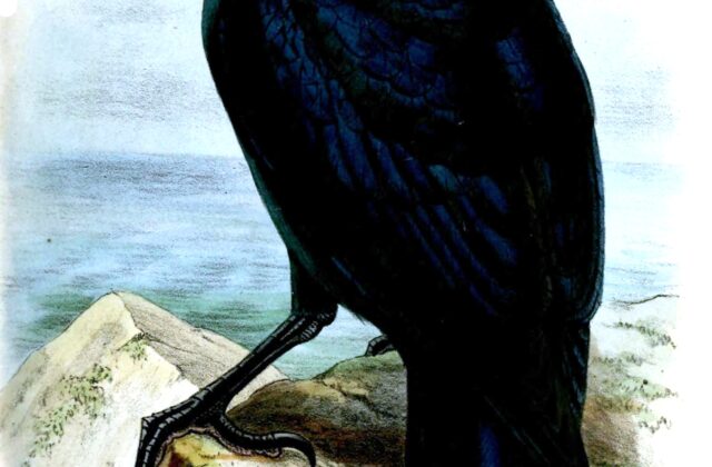 White-billed Crow