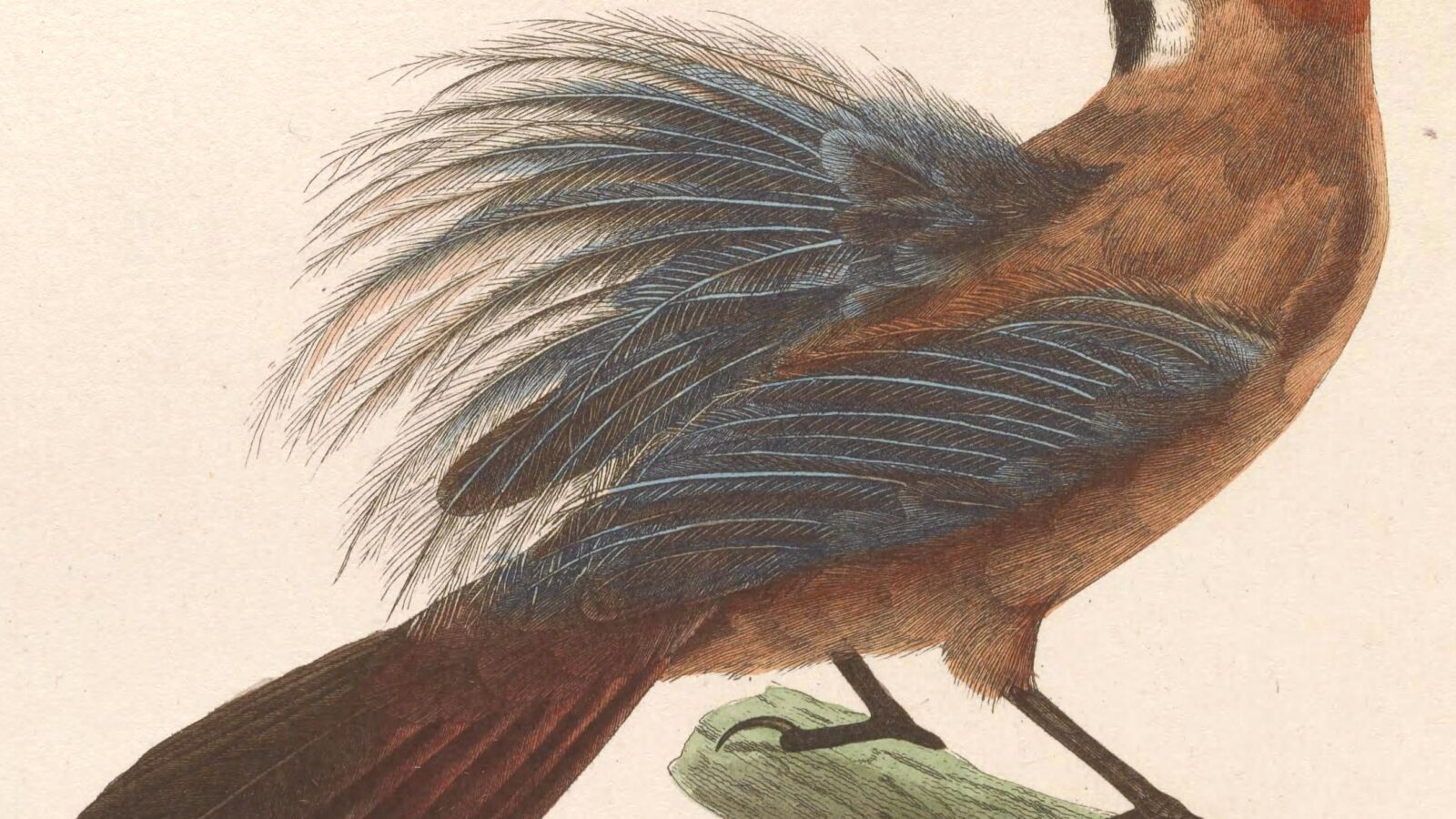 Fluffy-backed Tit-Babbler