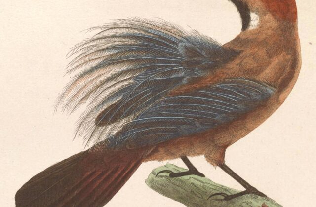 Fluffy-backed Tit-Babbler