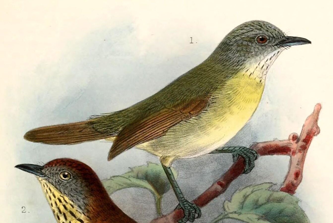 Kangean Tit-Babbler