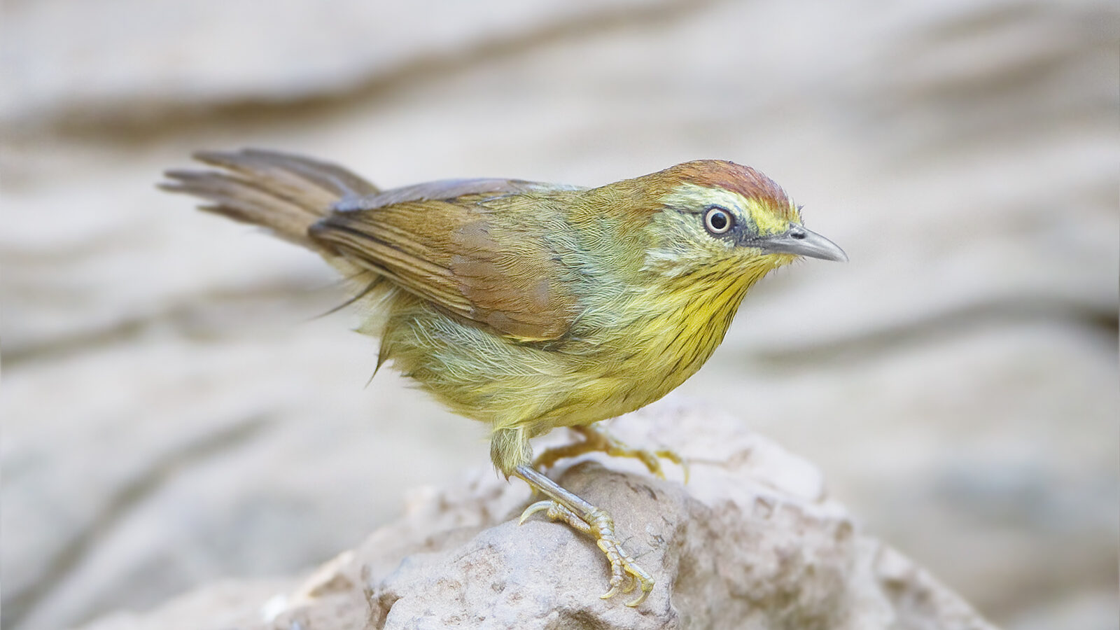 Pin-striped Tit-Babbler