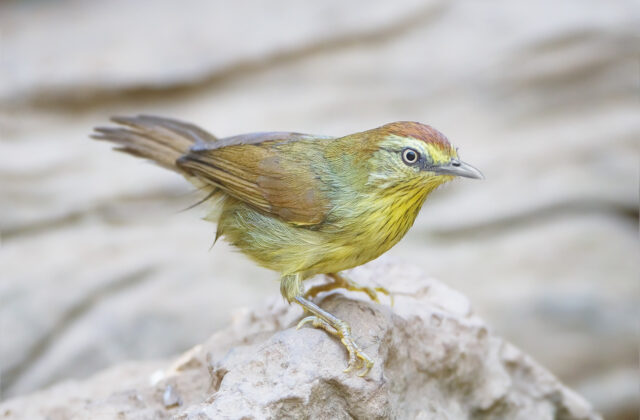 Pin-striped Tit-Babbler