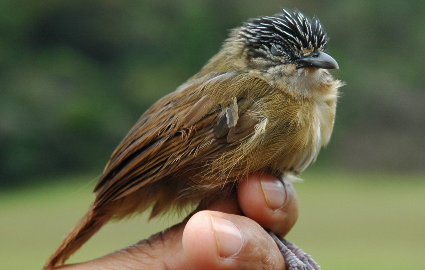 Brown Tit-Babbler