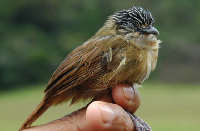 Brown Tit-Babbler