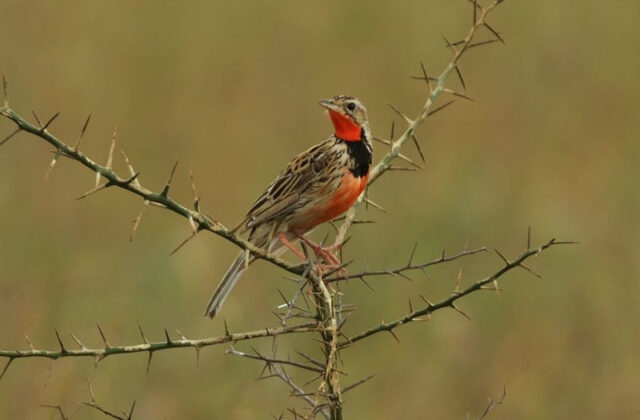Rosy-throated Longclaw