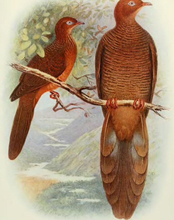 Andaman Cuckoo-Dove