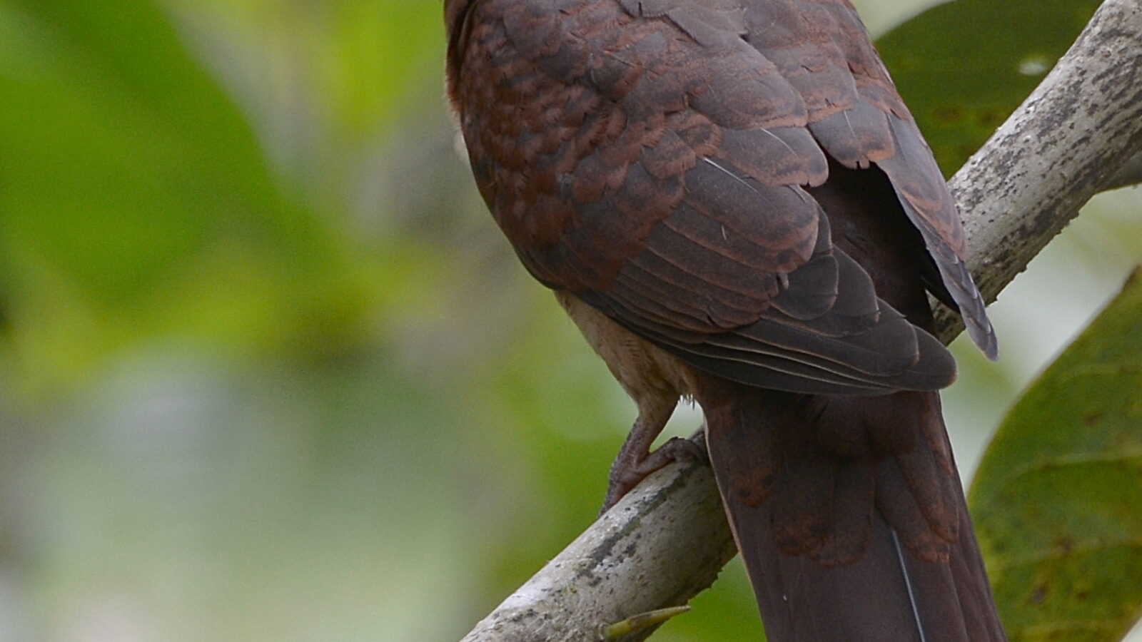 Sultan’s Cuckoo-Dove
