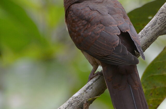 Sultan’s Cuckoo-Dove