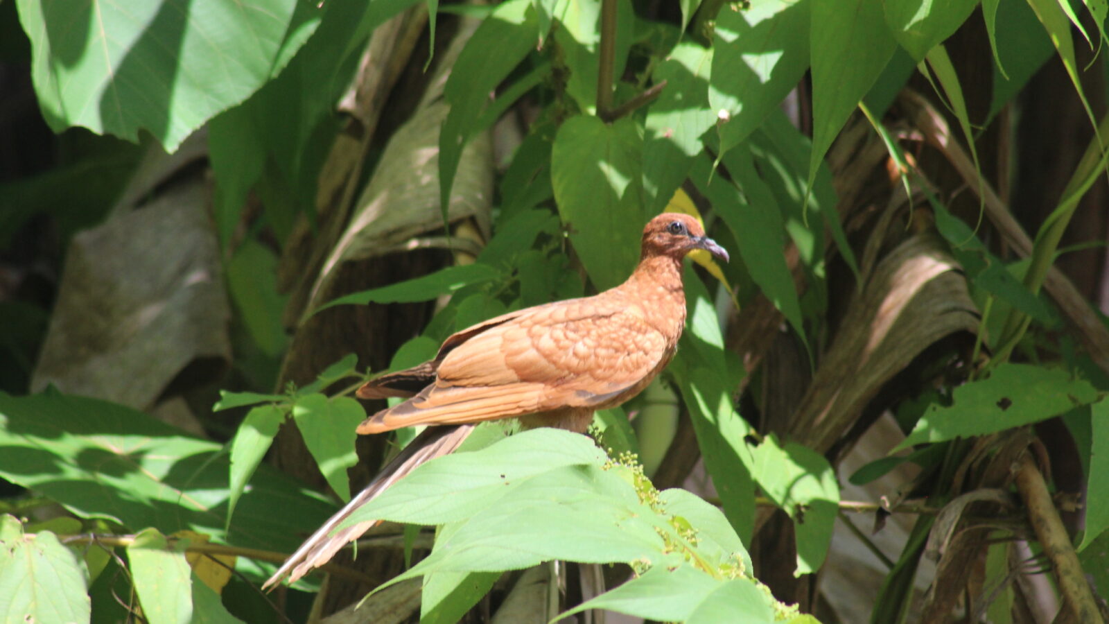Enggano Cuckoo-Dove